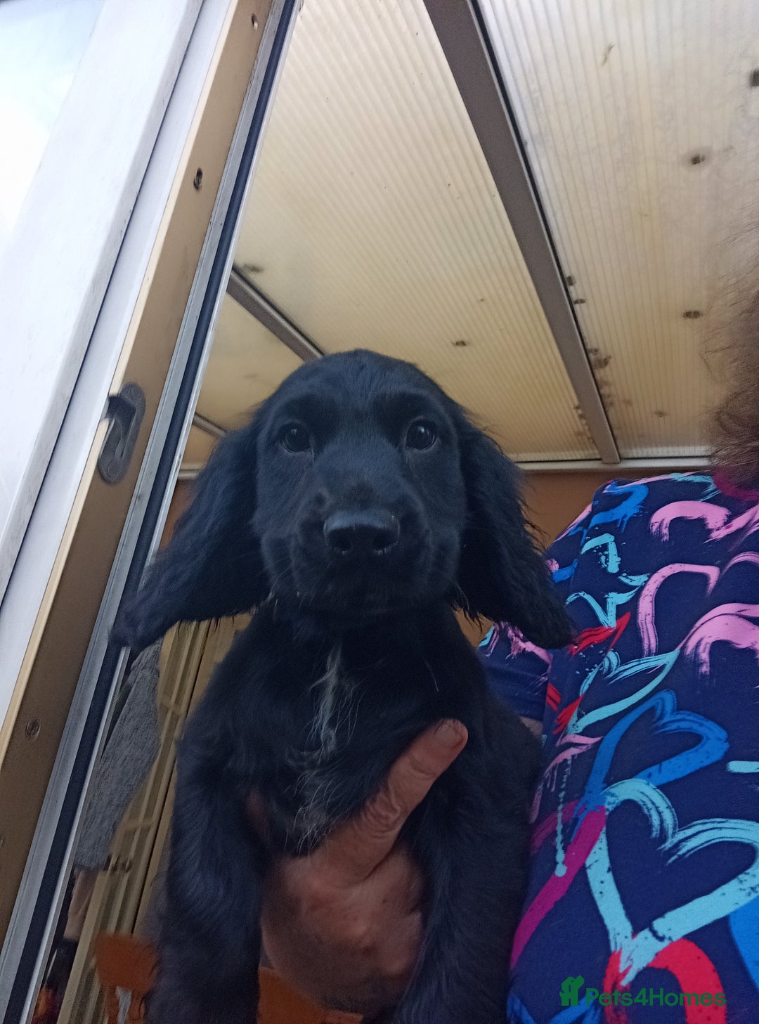 Cocker Spaniel dogs for sale: FULLY VACCINATED AND READY TO LEAVE  - Image 6