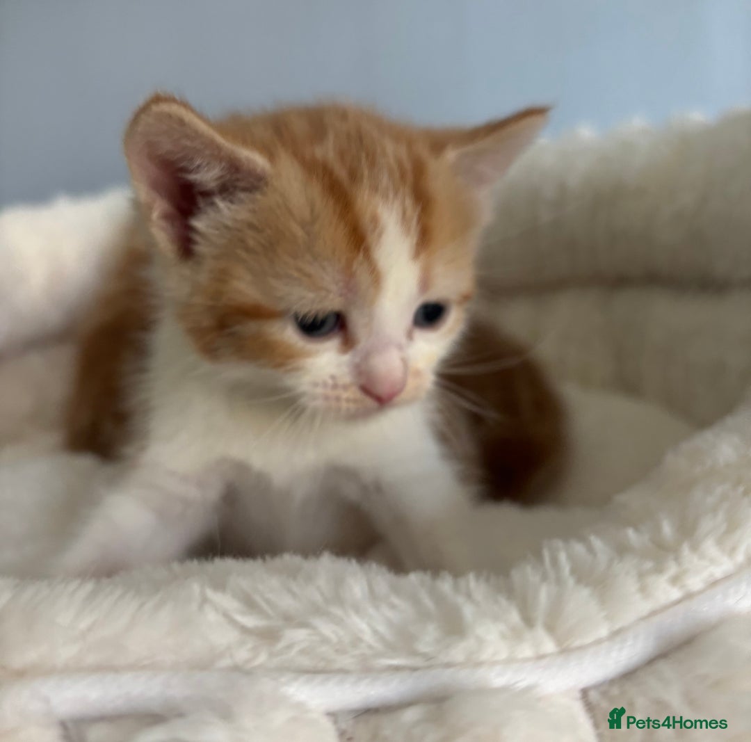 Domestic Shorthair cats for adoption: -Adopt from Cats in Crisis East London  - Image 3