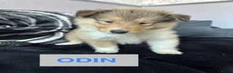 Rough Collie dogs for sale: KC Rough Collie Puppies Sable & White - Advert 4