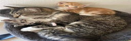 Mixed Breed cats for sale: Loving Bengal Cross Tabby Kittens  - Advert 4