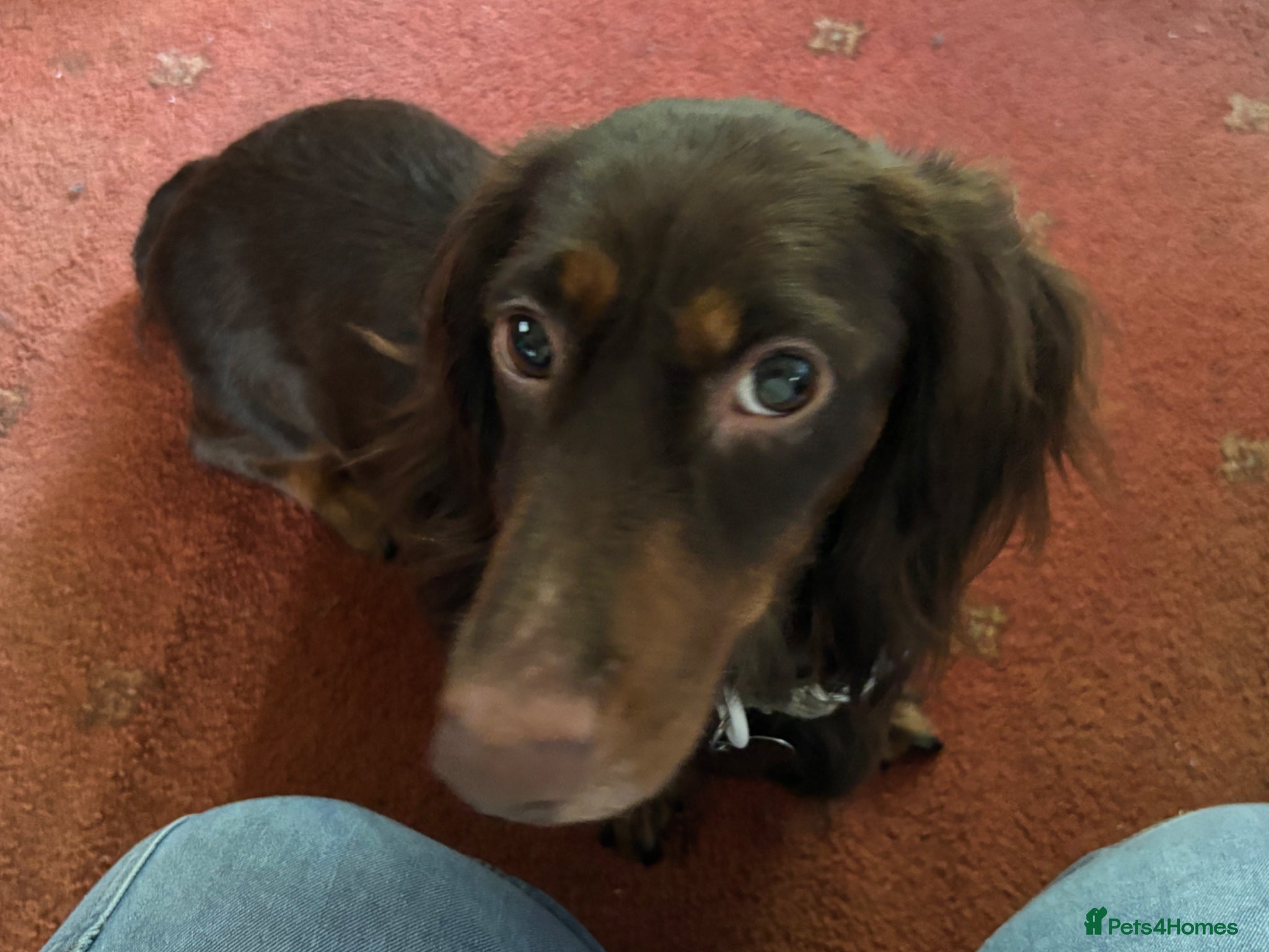 Dachshund dogs 6 dachshund puppies - 4 boys & 2 girls - Advert 1