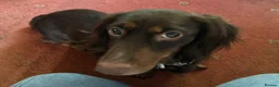 Dachshund dogs for sale: 6 dachshund puppies - 4 boys & 2 girls - Advert 1