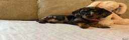 Miniature Dachshund dogs for sale: Reduced💜KC pedigree Mini Dachshund puppies - Advert 23