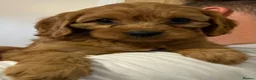 Cavapoo dogs for sale: 🐶🐾Adorable F1 miniature cavapoos🐾🐶 - Advert 23