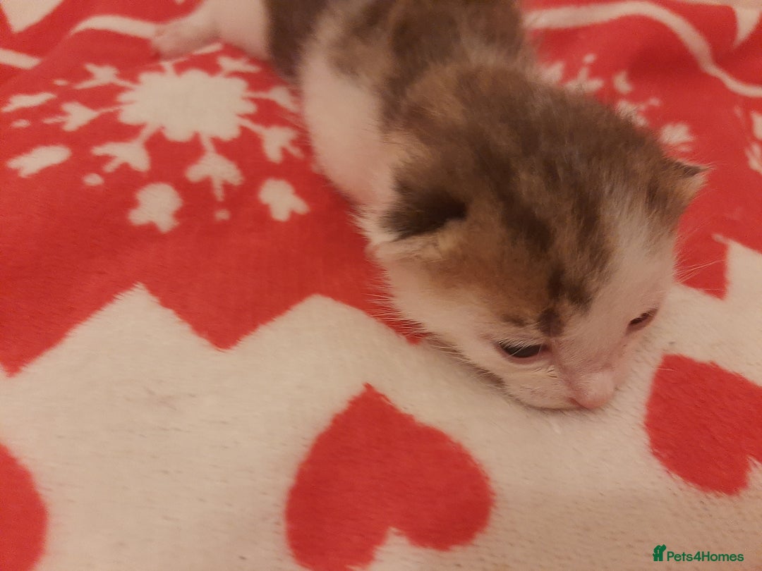 Mixed Breed cats for sale: Sell 3 Boys 1 girl  - Image 8