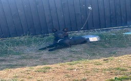 Belgian Shepherd Dog dogs for sale: Black Dutch shepherd  - Image 1