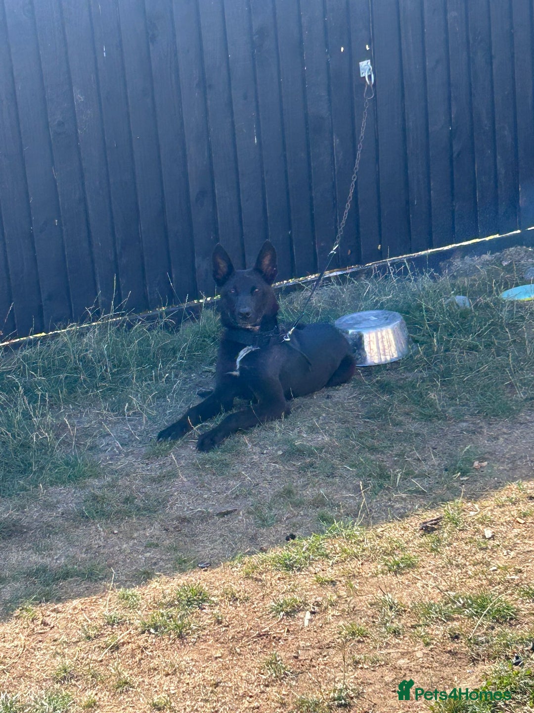 Belgian Shepherd Dog dogs for sale: Black Dutch shepherd  - Image 1