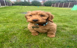 Cockapoo dogs for stud: Stunning F1 male cockapoo stud  - Image 12