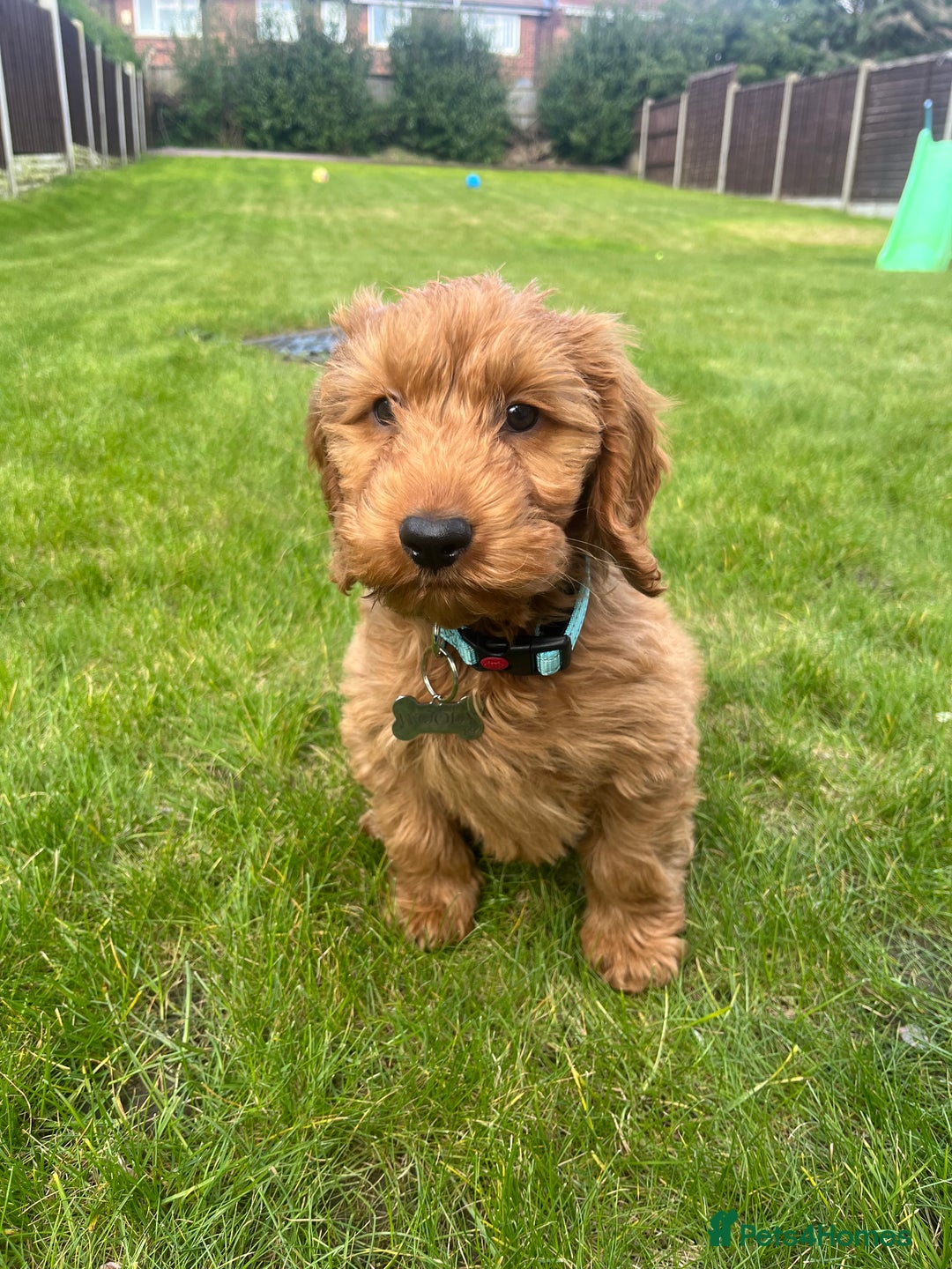 Cockapoo dogs for stud: Stunning F1 male cockapoo stud  - Image 12