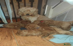 Cockapoo dogs for sale: Cockapoo - Image 10