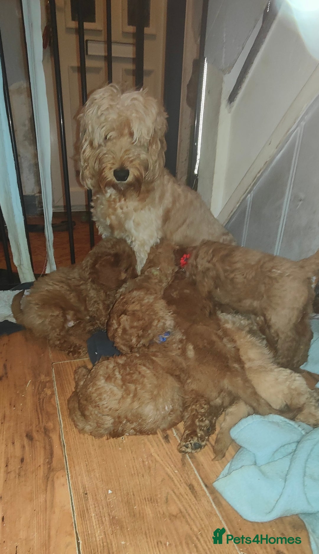 Cockapoo dogs for sale: Cockapoo - Image 10