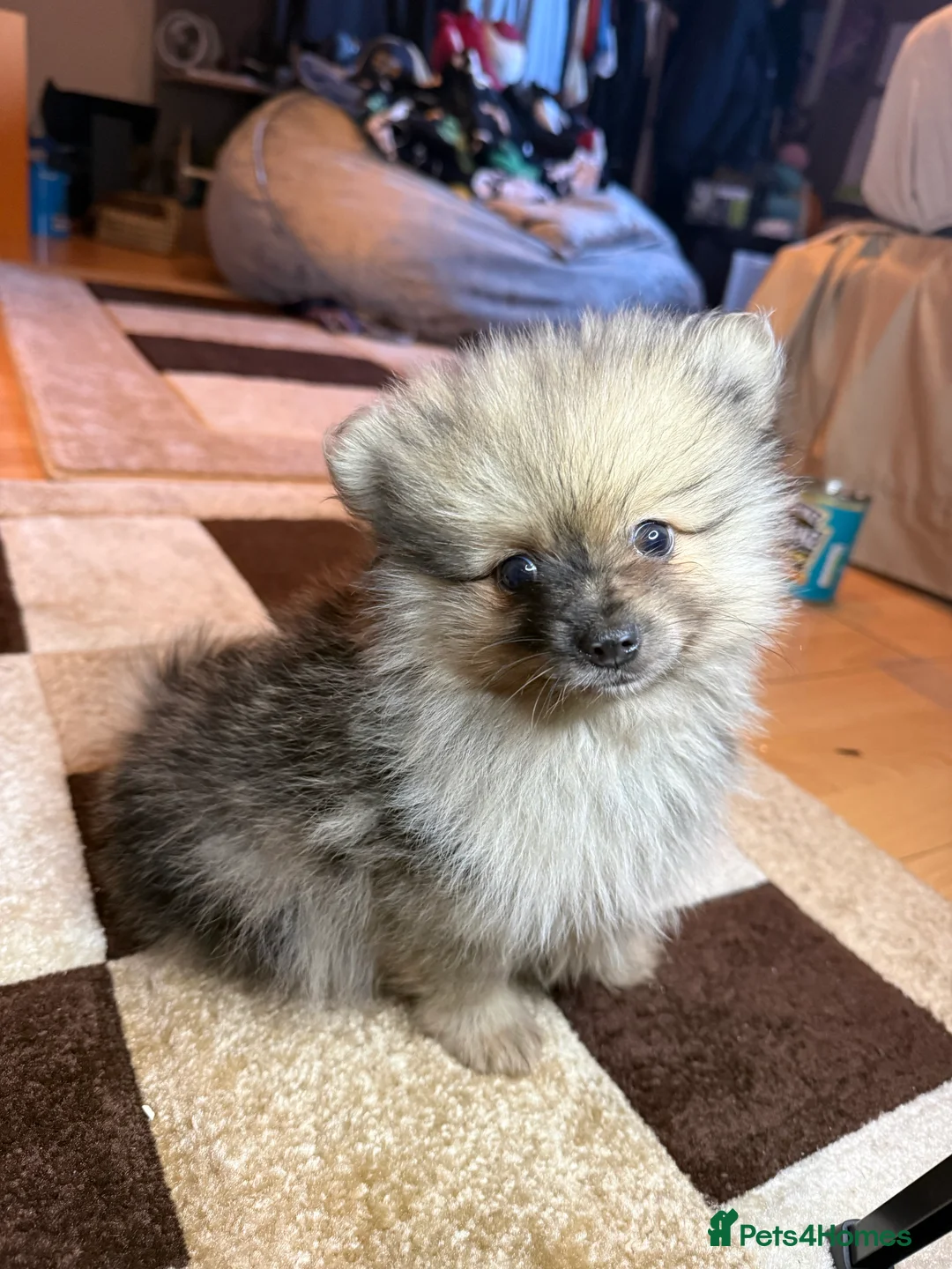 Pomeranian dogs for sale: 🐾 Adorable Merle Pomeranian Puppies for Sale 🐾 - Advert 8