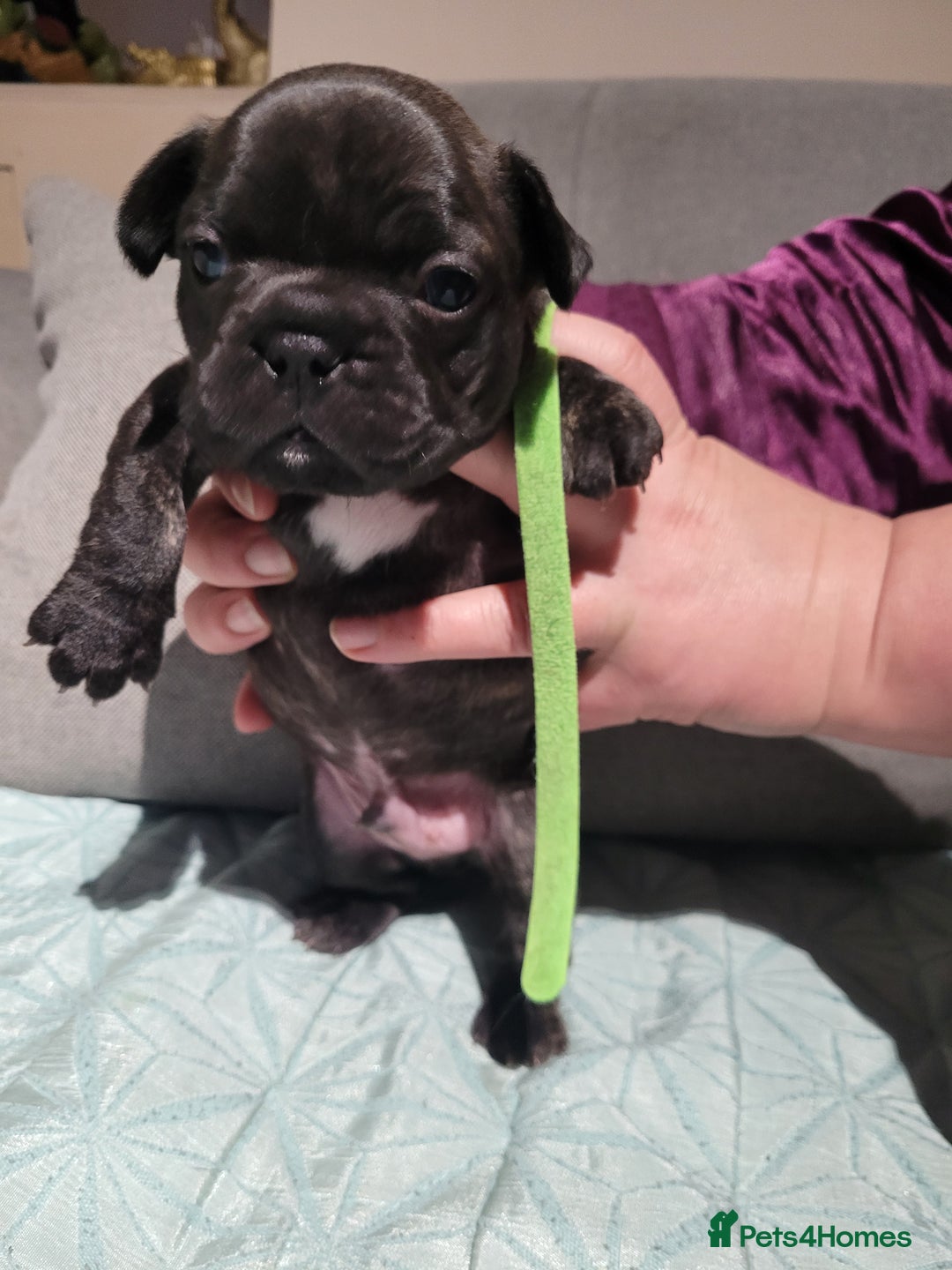French Bulldog dogs for sale: 2 Girls and 4 Boys - Advert 17