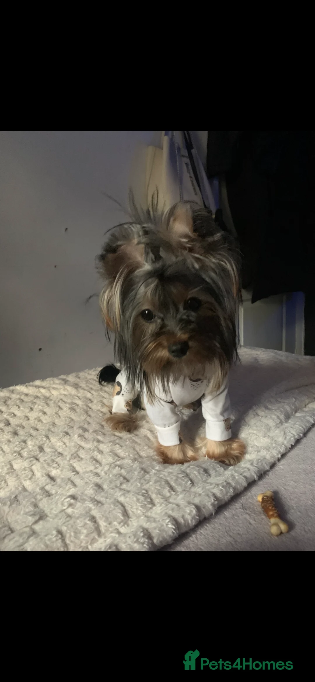 Yorkshire Terrier dogs for sale: Mini yorki in Manchester - Advert 1