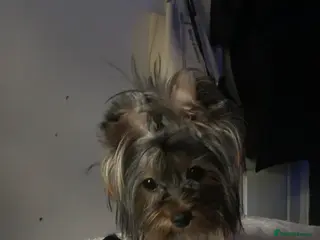 Yorkshire Terrier dogs Mini yorki - Advert 13