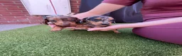 Miniature Dachshund dogs for sale: Miniature Dachshund  - Advert 16