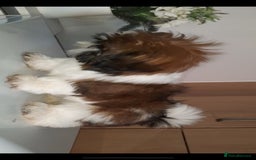 Shih Tzu dogs for stud: Handsome experienced KC registered stud dog in Cullompton - Image 5