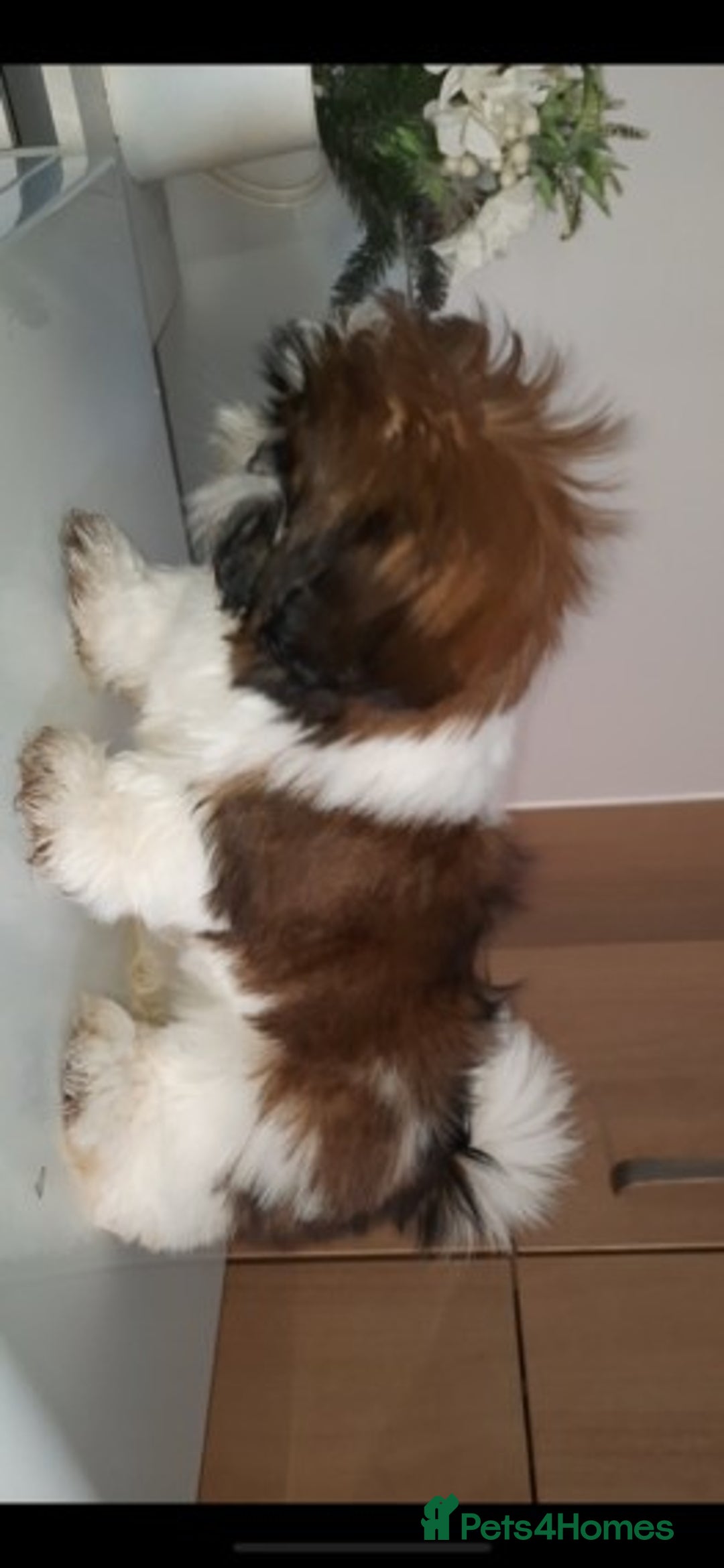 Shih Tzu dogs for stud: Handsome experienced KC registered stud dog in Cullompton - Image 5