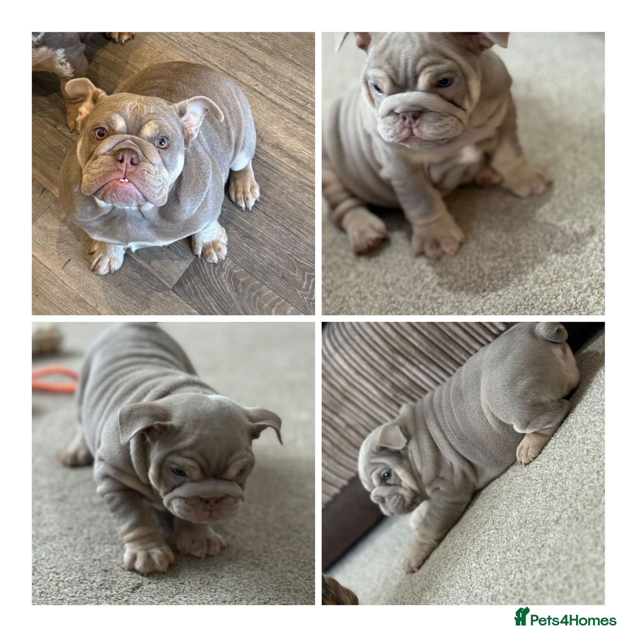 English Bulldog dogs Meet Elsie  - Advert 1