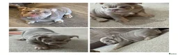 English Bulldog dogs for sale: Meet Elsie  in Bridgwater - Advert 1