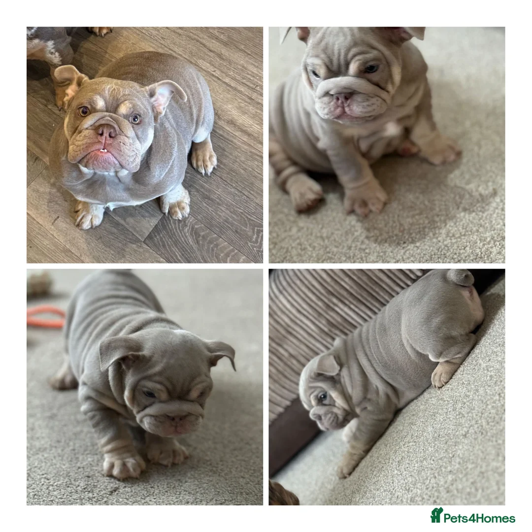 English Bulldog dogs for sale: Meet Elsie  in Bridgwater - Advert 1