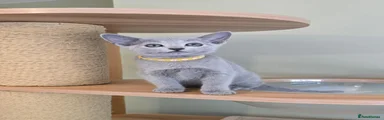 Yellow collar 