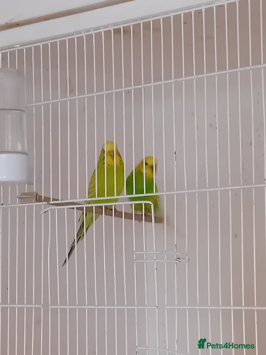 Budgerigars birds for sale: Budgies  - Image 13