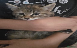 Domestic Shorthair cats for sale: Longhaired kitten for sale £20 - Image 4