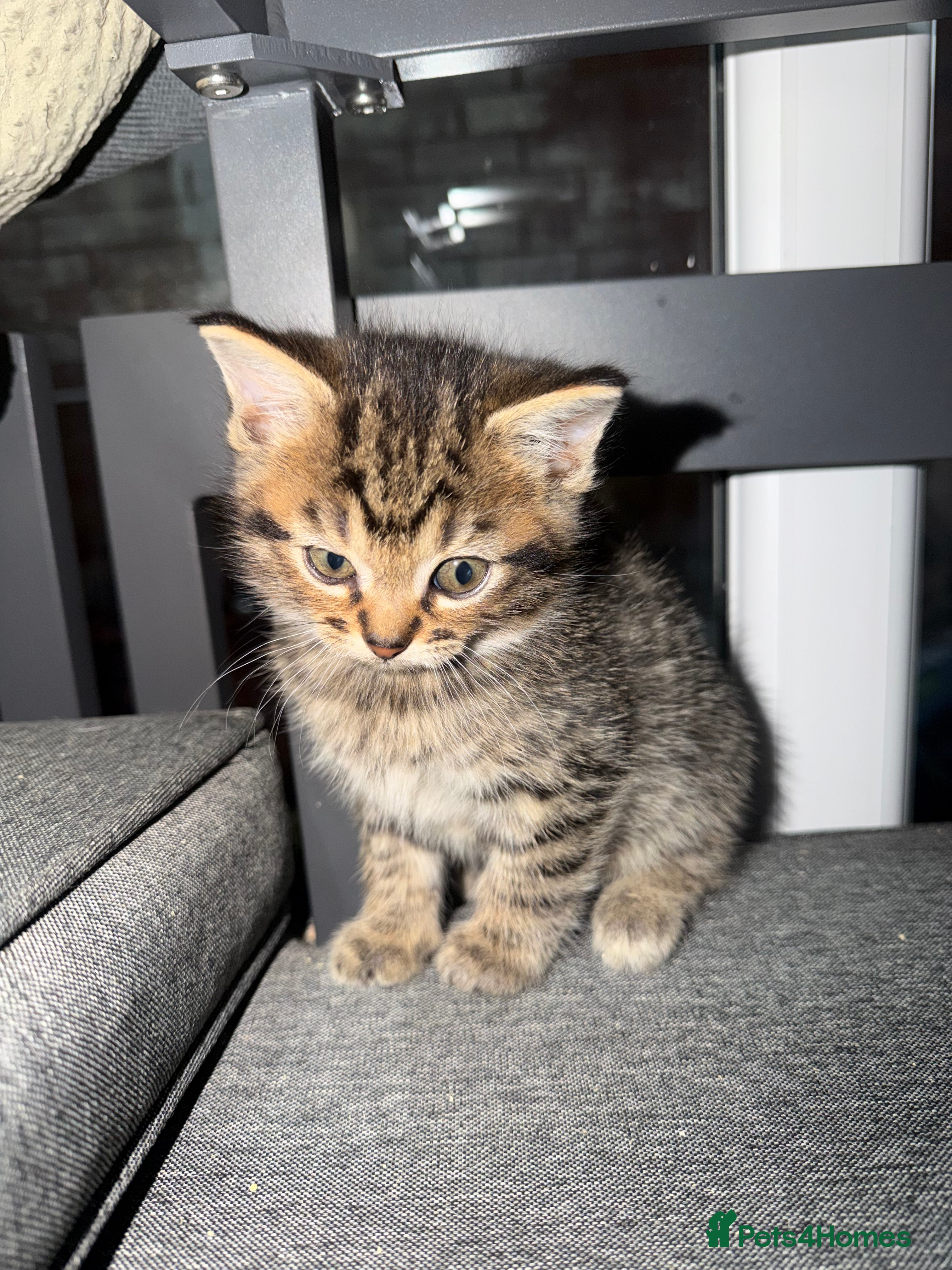 Mixed Breed cats Mixed breed Kittens - Advert 13