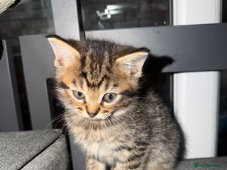 Mixed Breed cats Mixed breed Kittens - Advert 7