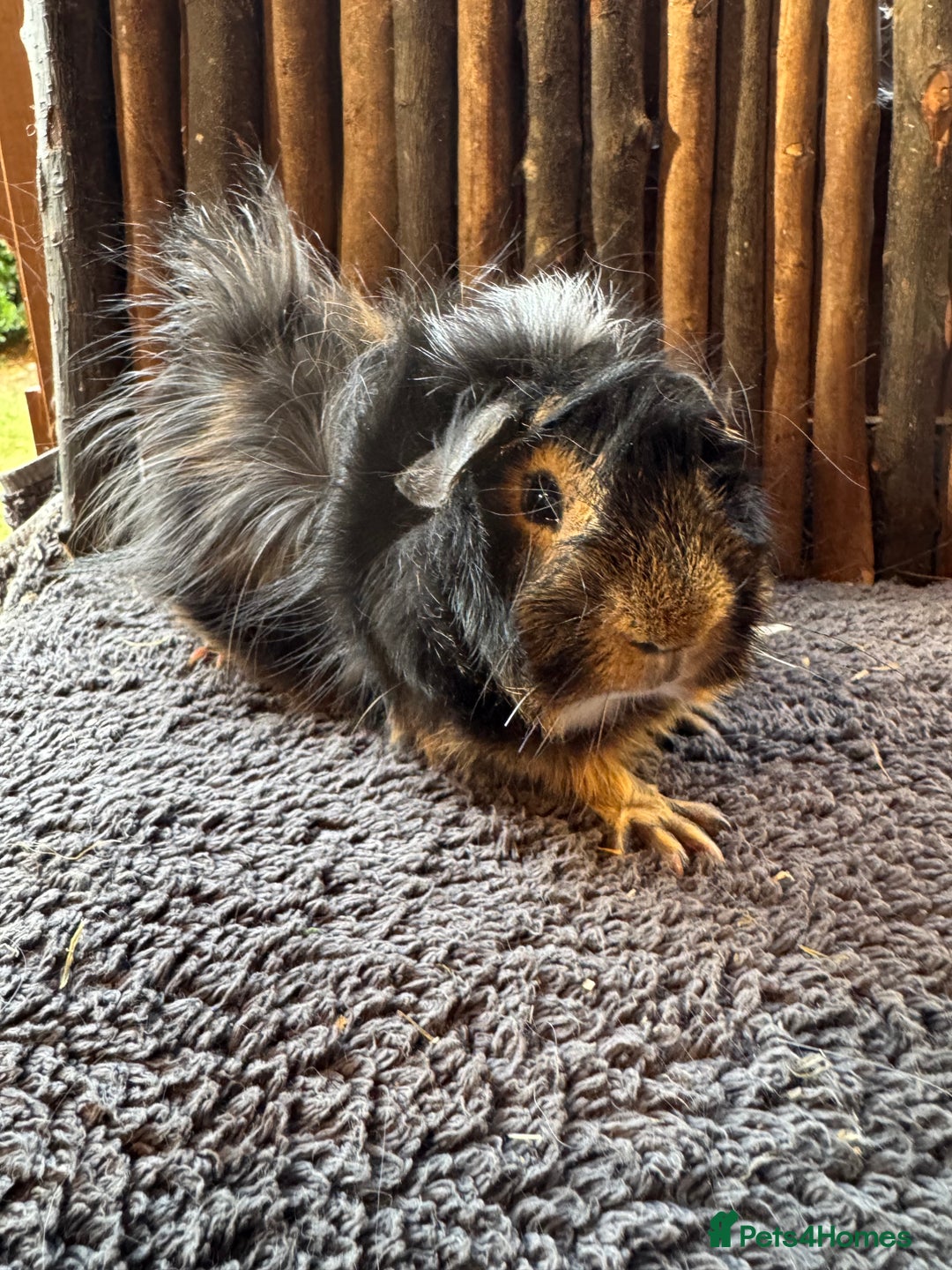 Mouse rodents for sale: Baby Guinea Pigs - Image 2