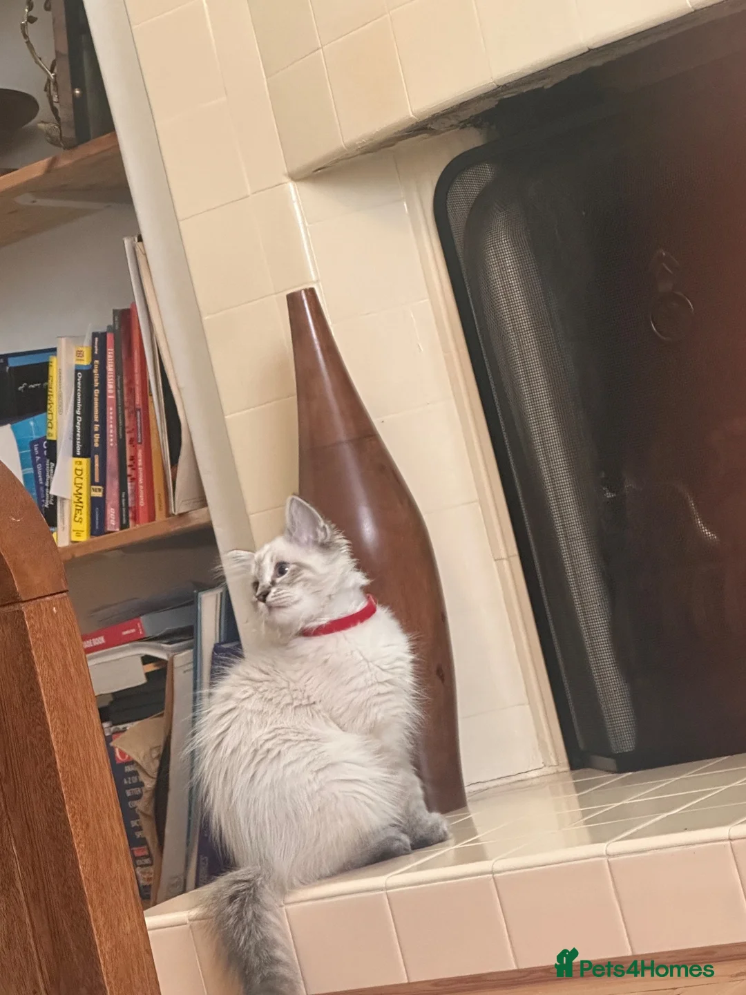 Ragdoll cats for sale: Beautiful ragdoll male kitten ready for adoption  in Bristol - Advert 2