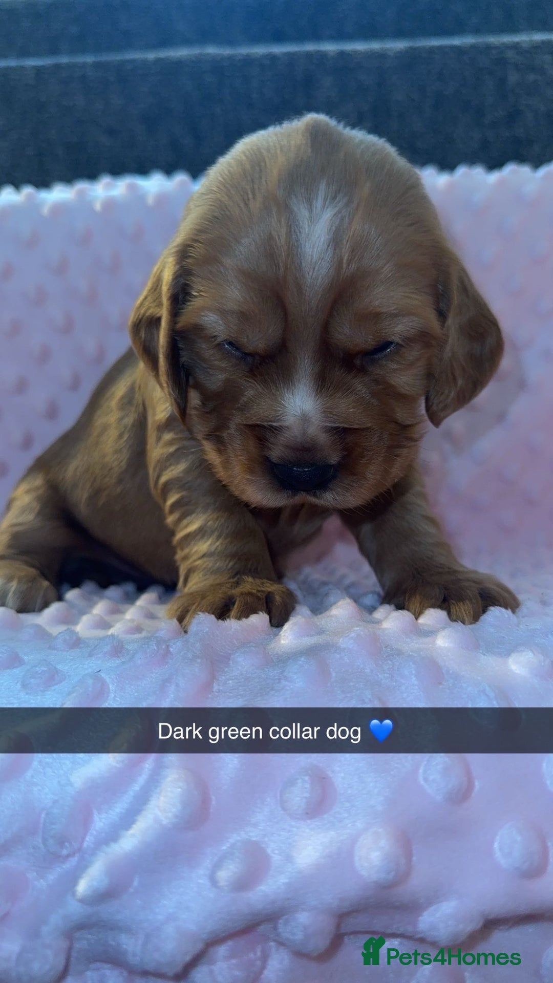 Cocker Spaniel dogs for sale: Red cocker spaniel  - Image 9