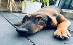 Mixed Breed dogs for adoption: Clover (Shepherd/Hound mix) - Image 2