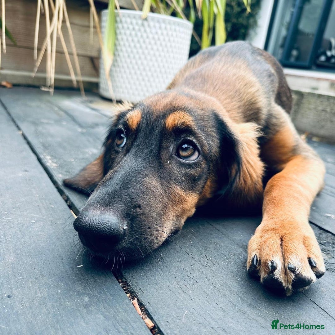 Mixed Breed dogs for adoption: Clover (Shepherd/Hound mix) - Image 2
