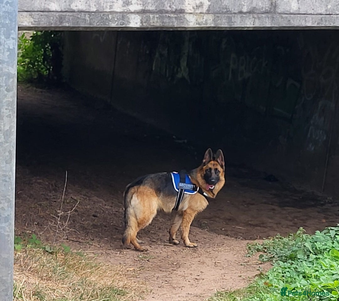 German Shepherd dogs for sale: Friendly Female German Shepherd –Strong Bloodlines - Advert 9