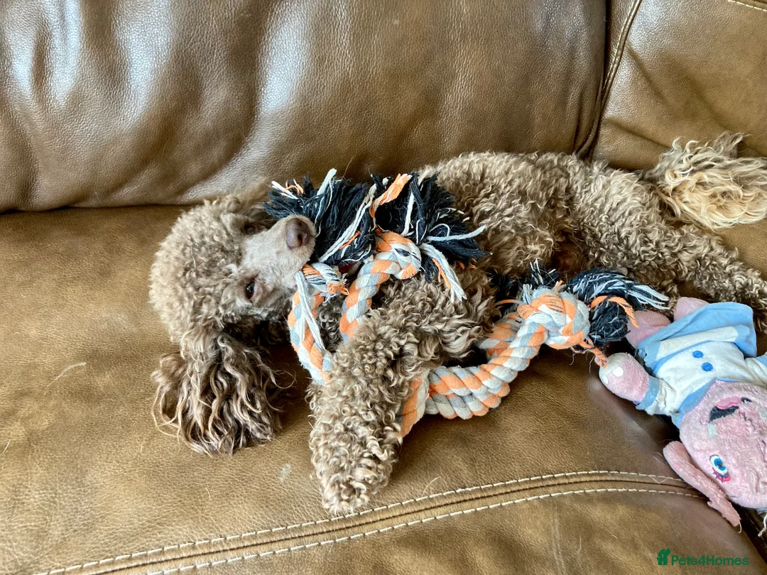 Toy Poodle dogs for stud: Health tested KC chocolate toy poodle stud in Stevenage - Advert 9