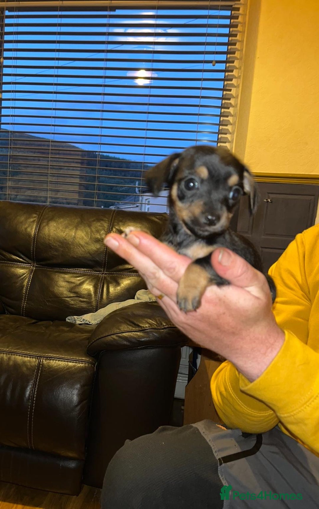 Mixed Breed dogs for sale: Miniature Dachshund x small Jack russel - Image 2