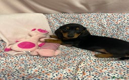 Dachshund dogs for sale: Gorgeous dachshund puppies  - Image 4