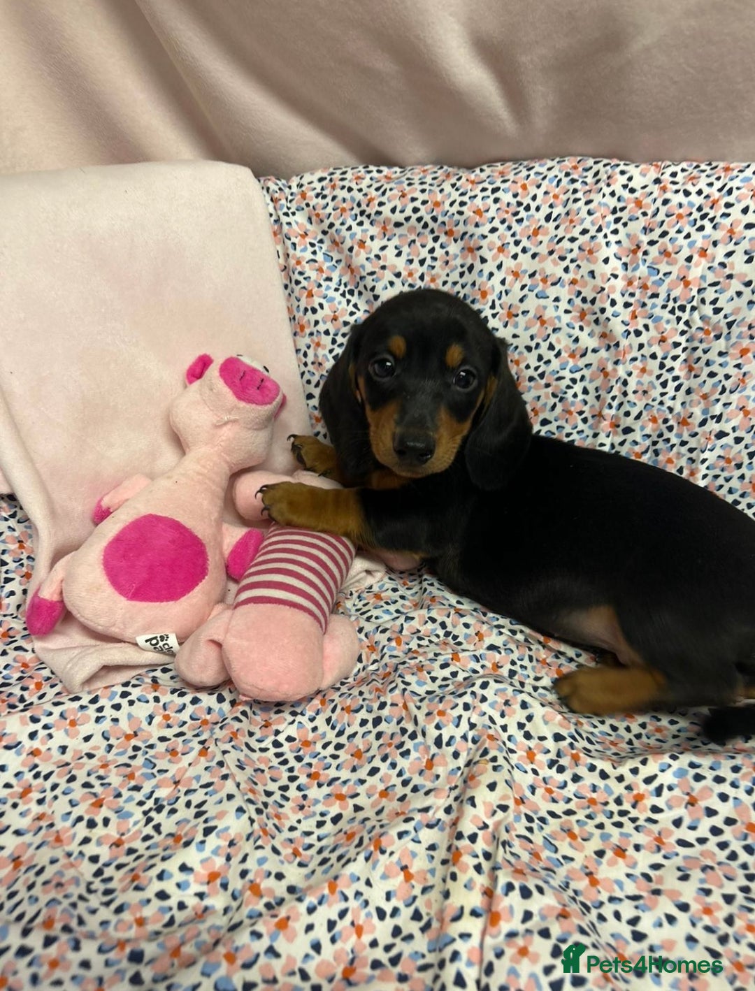 Dachshund dogs for sale: Gorgeous dachshund puppies  - Image 4