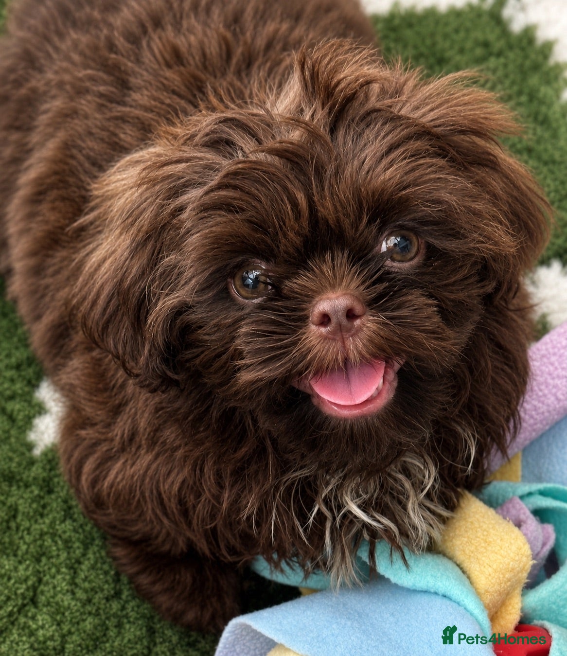Shih Tzu dogs Last Boy Ready Now KC & DNA Health Tested - Advert 2