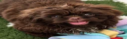 Shih Tzu dogs for sale: Last Boy Ready Now KC & DNA Health Tested - Advert 2