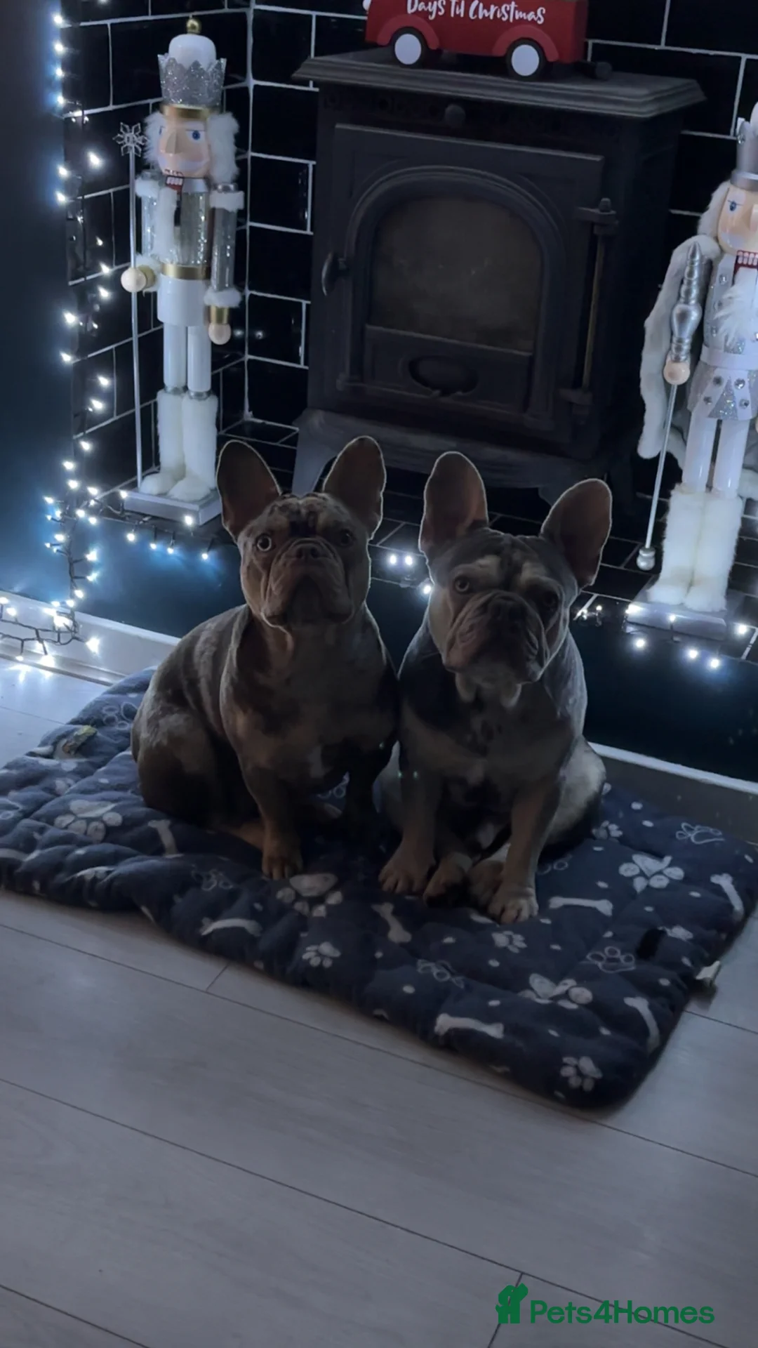 French Bulldog dogs for sale: Pair of merle French Bulldogs - Advert 2