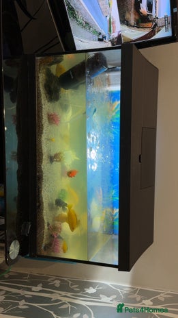 Cichlids fish in Bradford - Advert 6