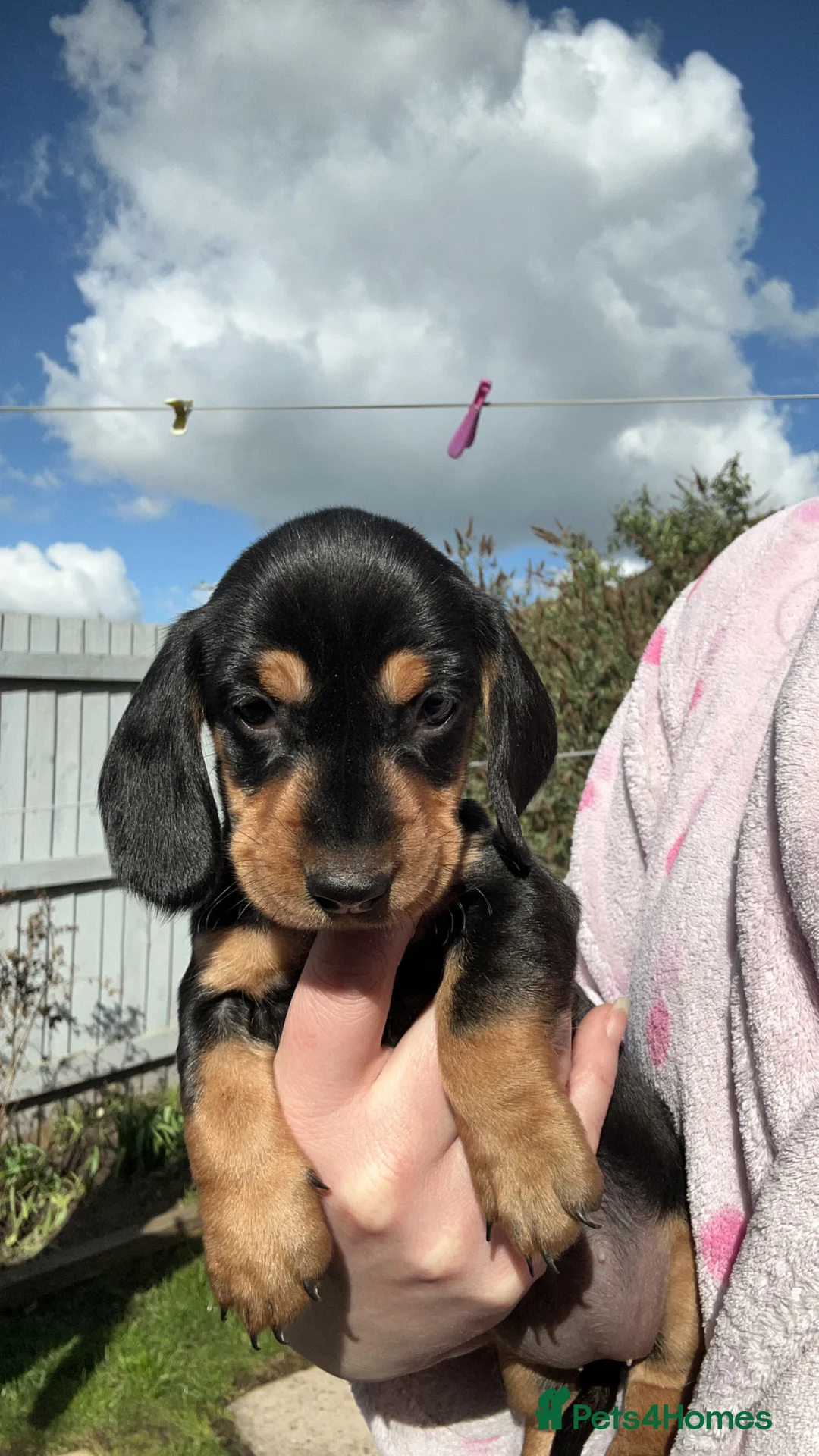 Dachshund dogs for sale: Looking for homes  in Ellesmere - Advert 2