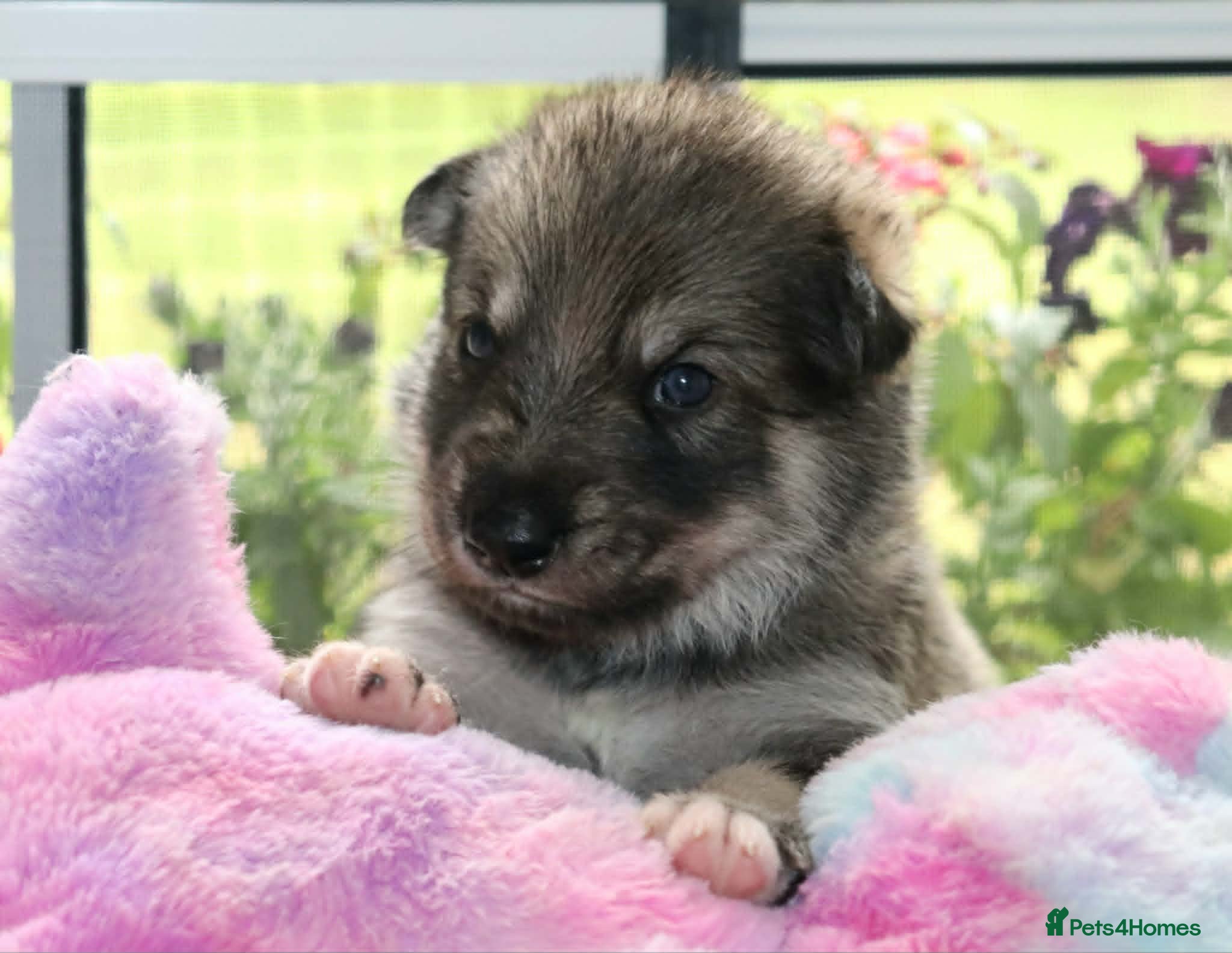 Northern Inuit dogs Beautiful Timber Dog Puppies - Advert 3
