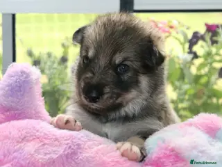 Northern Inuit dogs Beautiful Timber Dog Puppies - Advert 3