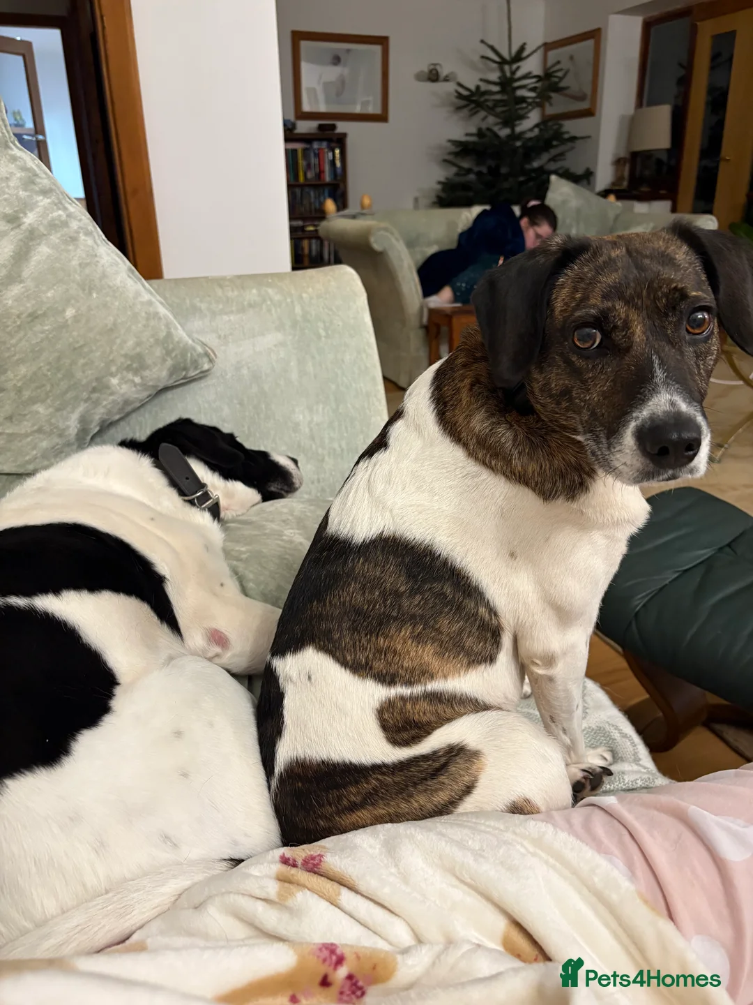 Mixed Breed dogs for sale: Pip/pippers - Advert 5