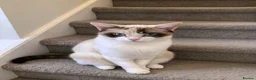 European cats for sale:  FREE ! Loving Cats Need a New Home — Mother & Son - Advert 4