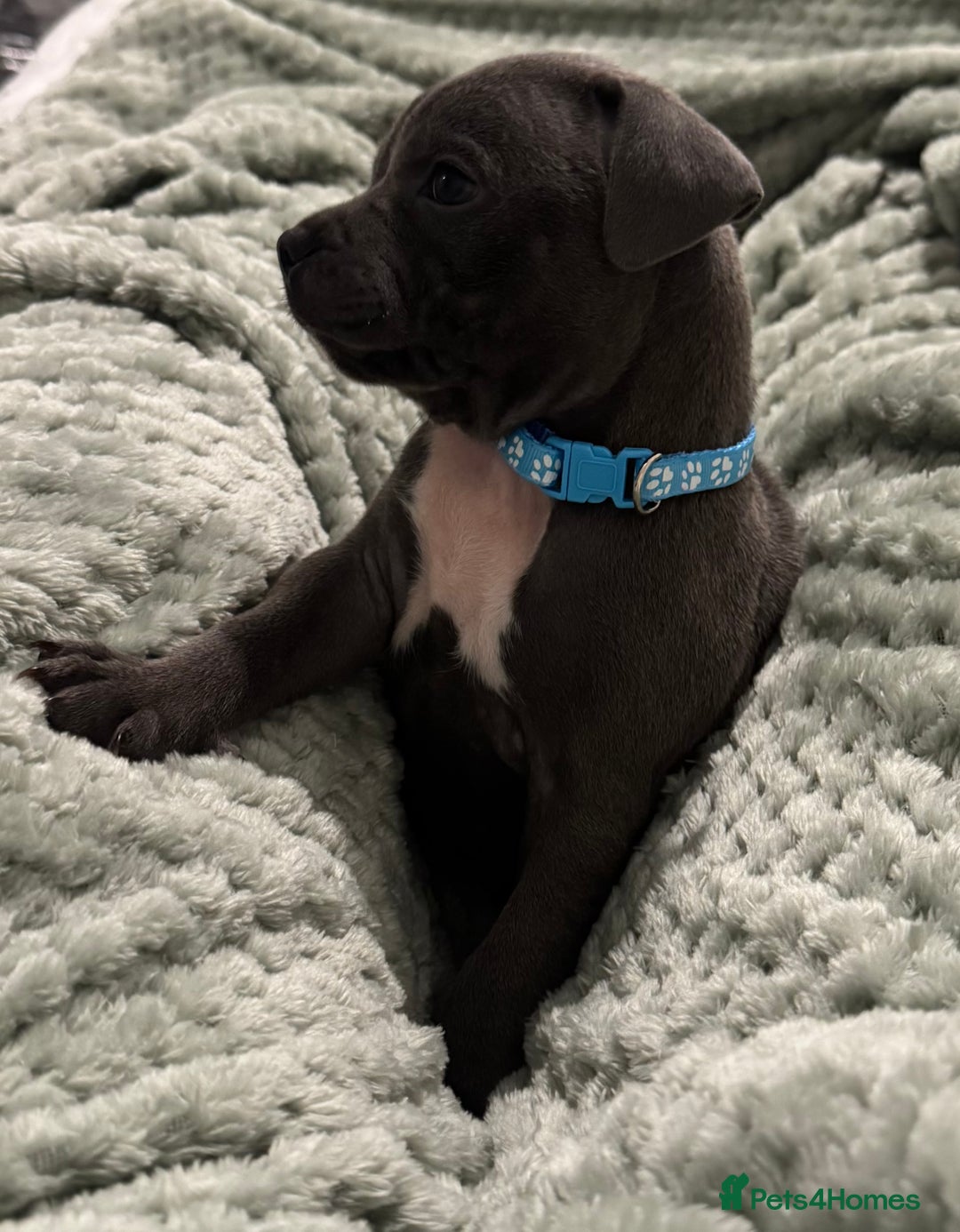 Staffordshire Bull Terrier dogs for sale: Stunning KC Blue Staffordshire Bull Terrier Pups - Image 29